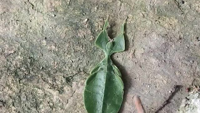 好家伙 万万没想到这不是一片叶子