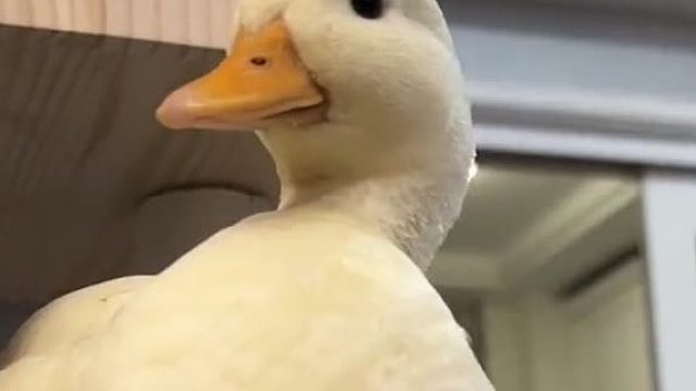 假睫毛对容貌真的很重要