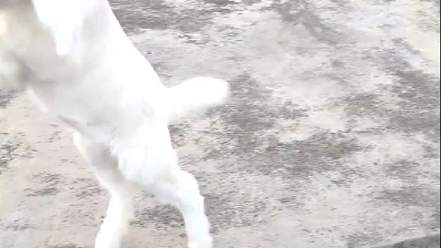 每个物种中都有属于它的显眼包