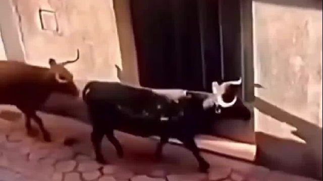 牛脾气不是说说而已