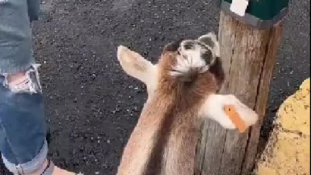 三个字：真聪明