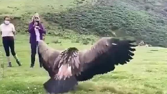 秃鹫：你不要给我哇哇叫！你全家都是那鹰