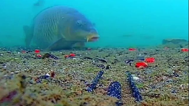 这眼神，不是奔波霸吗