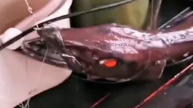 第一次遇到这种生物，眼睛居然是红色的