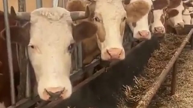 牛场霸凌？ 两只牛把不好吃的都推给黑眼圈还好主人发现了