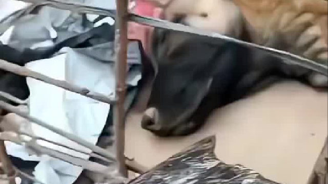 狗子：你耳鼻吧