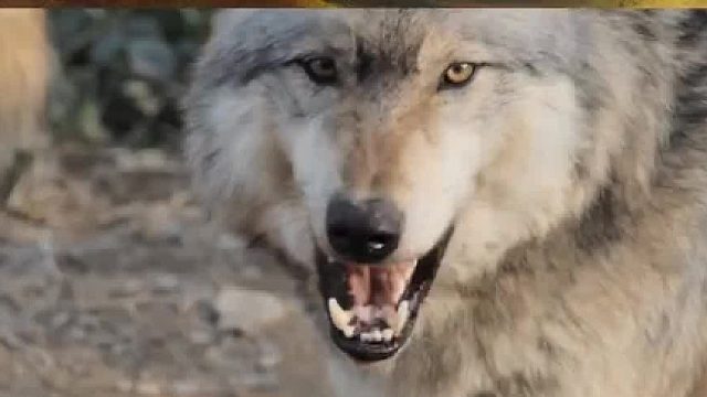 狼为什么不吃掉人类弃婴，反而将它抚养长大，需要满足3个条件01