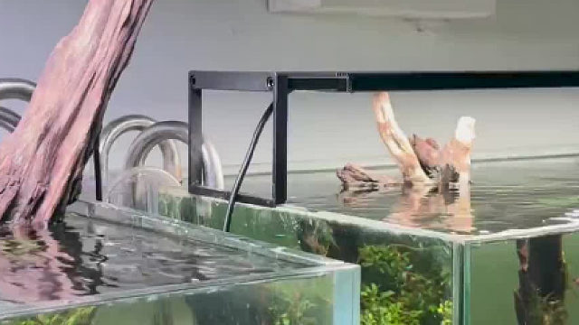 这设计真好，让两只缸里的鱼都看到了另外一个新世界……