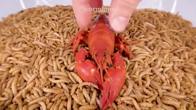 真是啥都吃啊……