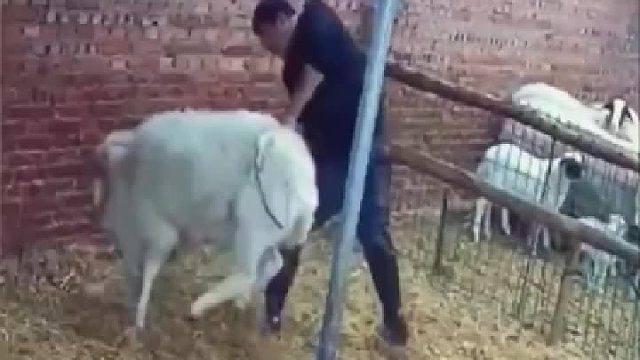 今天让你撞个够！