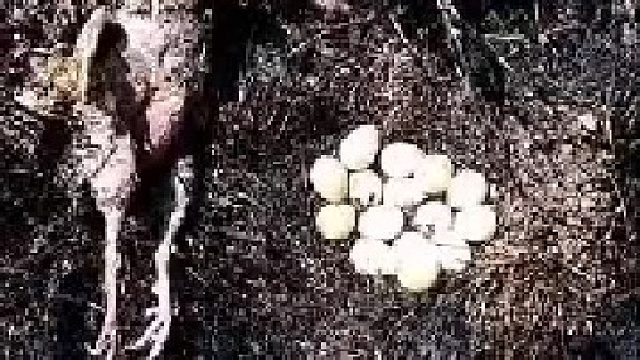 这张照片配词：她本来可以逃走，谁叫她是妈妈呢