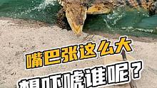 鳄鱼张嘴 嘴巴张这么大，想吓唬谁呢？#鳄鱼 #鳄珍 #鳄鱼养殖