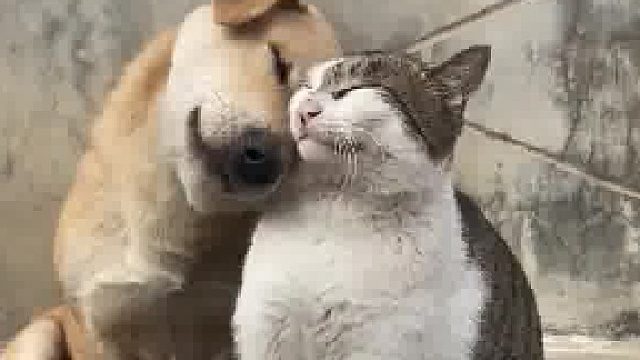 两禽若是长久时，又岂在猫猫狗狗