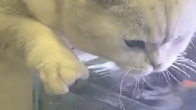 猫除了自己盆里的水不喝 其他地方的水都喝