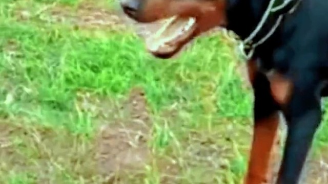 高低是要打一架