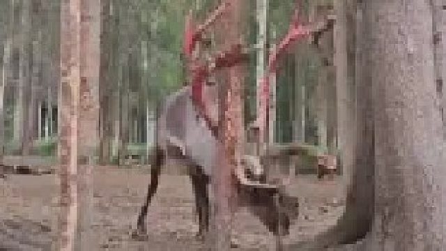 急不可耐的雄鹿用摩擦的方式去除鹿角上的天鹅绒