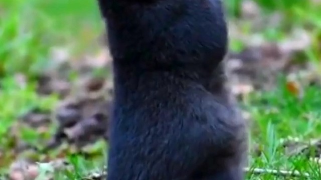 一只松鼠可能吃了发酵的食物，感觉有点晕沉沉的。