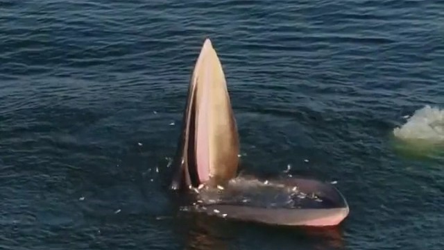 鲸鱼嘴巴仿佛张开的捕食器，内部上百条跳动的小鱼，被它一口吞下