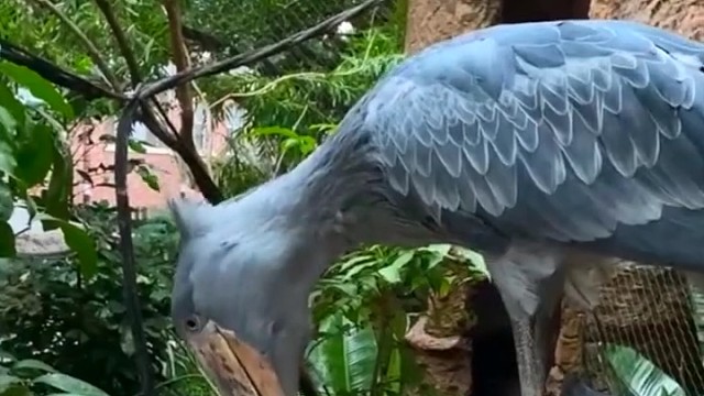 鲸头鹳身高可达1.6米，喜欢安静，是世界上现存头部最大的鸟。