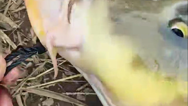 白条不怎么活动了 就是最好钓大鱼的季节