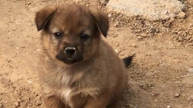 学校里的小奶狗，太可爱了，全都是我的啦，下一次带你来