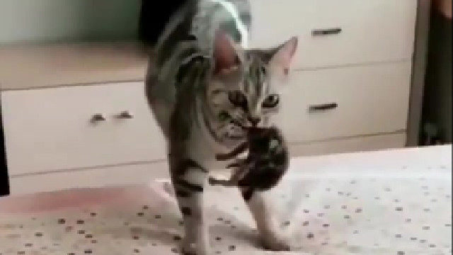 好坚强的猫麻麻…