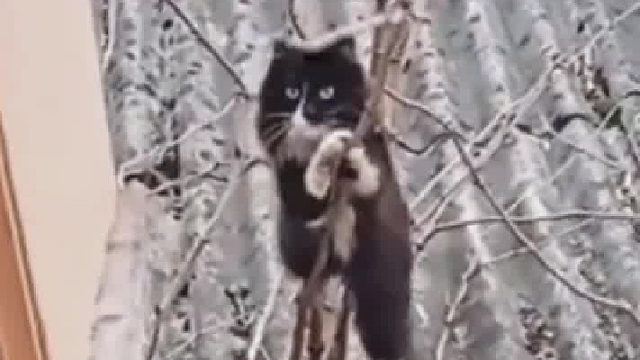 小猫咪是出去做什么了，非得爬窗回来？据说这只猫经常这样做