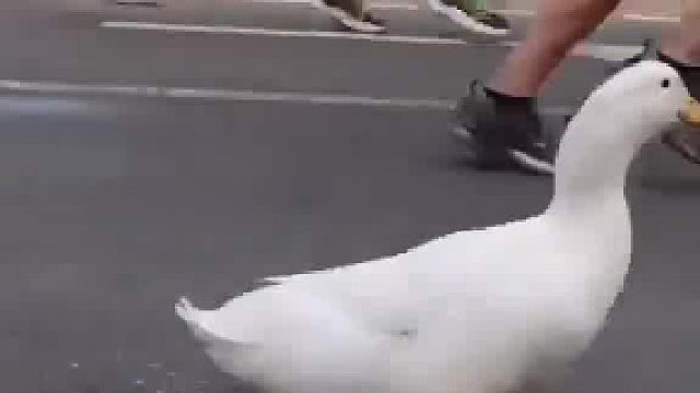 鸭鸭也来跑马拉松了