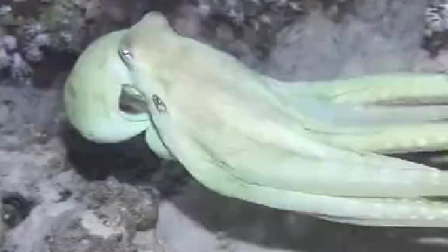 来个伪装大师看看