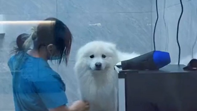 狗子：铲屎的，你来啦。