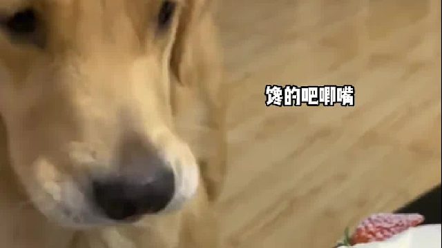 舌头碰到的那一刻就放弃理智了