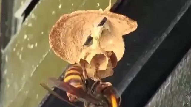 大黄蜂筑巢，有谁是第一次见…