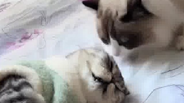 猫咪低头舔毛下秒突然去世，僵硬倒地瞬间主人看哭：陪了我4年多