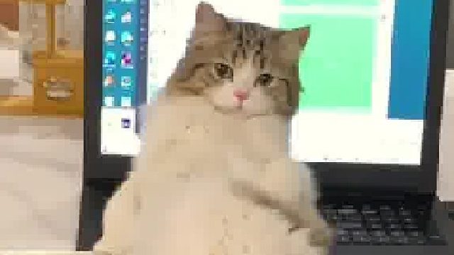 女子上完厕所回来 发现猫咪妖娆地躺在笔记本电脑上