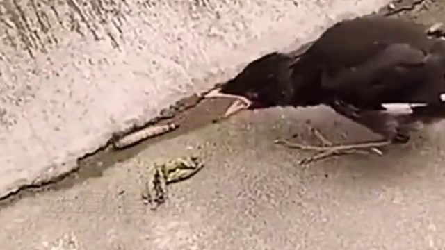 这只八哥把大巨婴展现得淋漓尽致