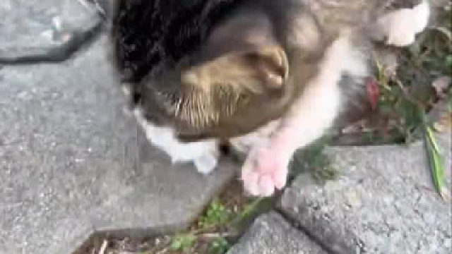 这是要把孩子送给我吗