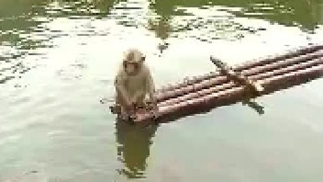 这只猴子让我怀疑自己的智商了。