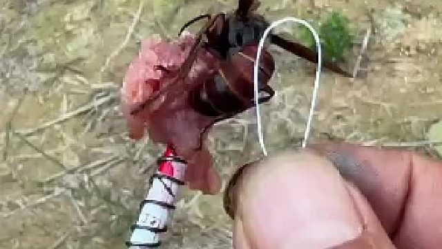 不是采蜜吗，怎么吃上肉了？