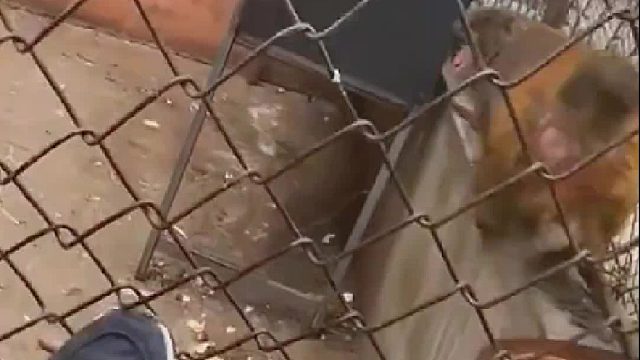 哈哈， 猴子比你聪明。