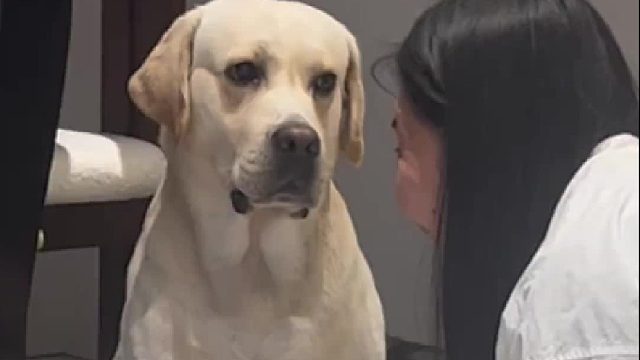 每次逗面包它还懂的配合