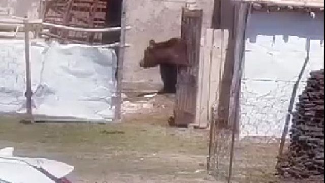 那啥，熊好像栽下去了。