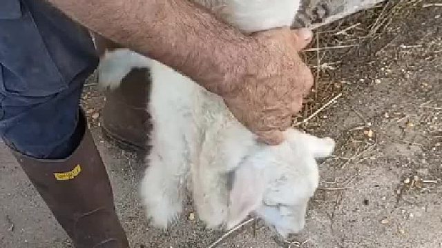 披著着羊皮的羊，谁懂啊？