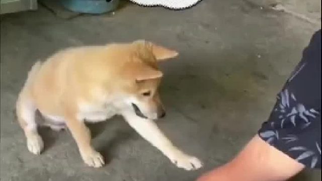 是个讲究的狗