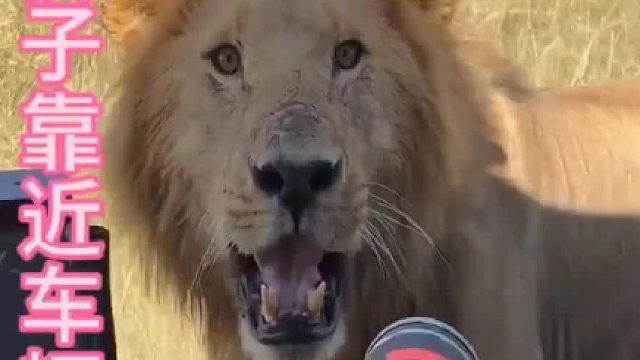 雄狮靠近车辆，近距离接触两脚兽！