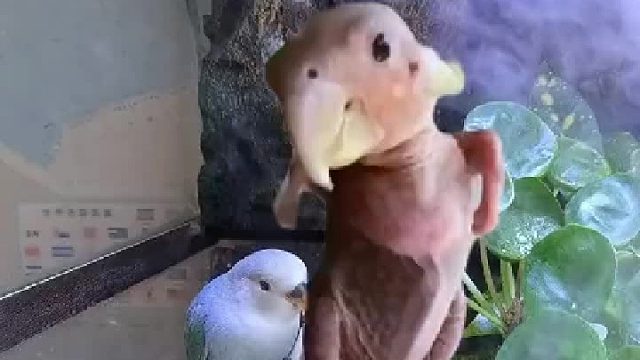 咋还把衣服脱了？