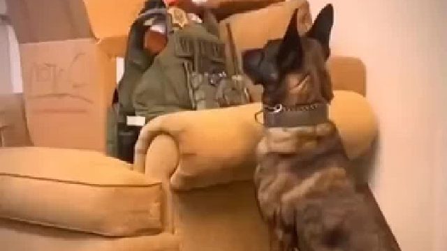 这是它的欲望。