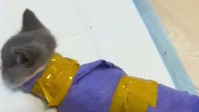 主人给猫猫掏耳朵猫猫不老实，于是主人想奇招