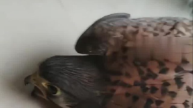 办公室门口来了只鸟