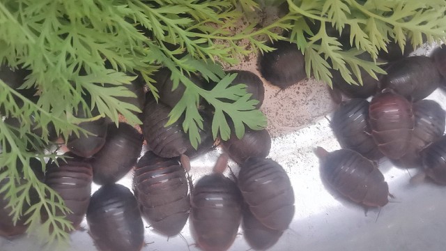 创业养殖土鳖虫