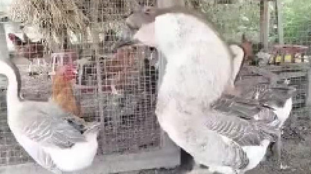 脑袋大脖子粗，不是大款就是伙夫